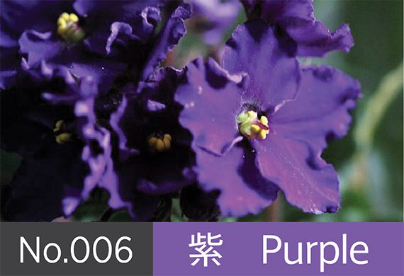 神秘的で妖艶さを感じさせる紫 高貴さや気品の象徴でもあるカラー