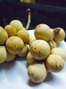 クアンナム省の／山の果物「ボンボン」が旬！