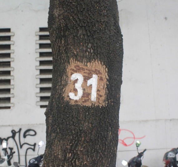 ベトナムもの語り／通りに植えられた木、／ 幹の数字が意味するものとは