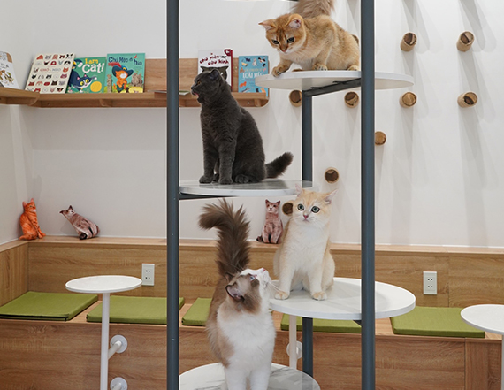 30匹のイギリス猫と遊べる！「キンネコキャットカフェ　Kin Neko Cat Cafe 」