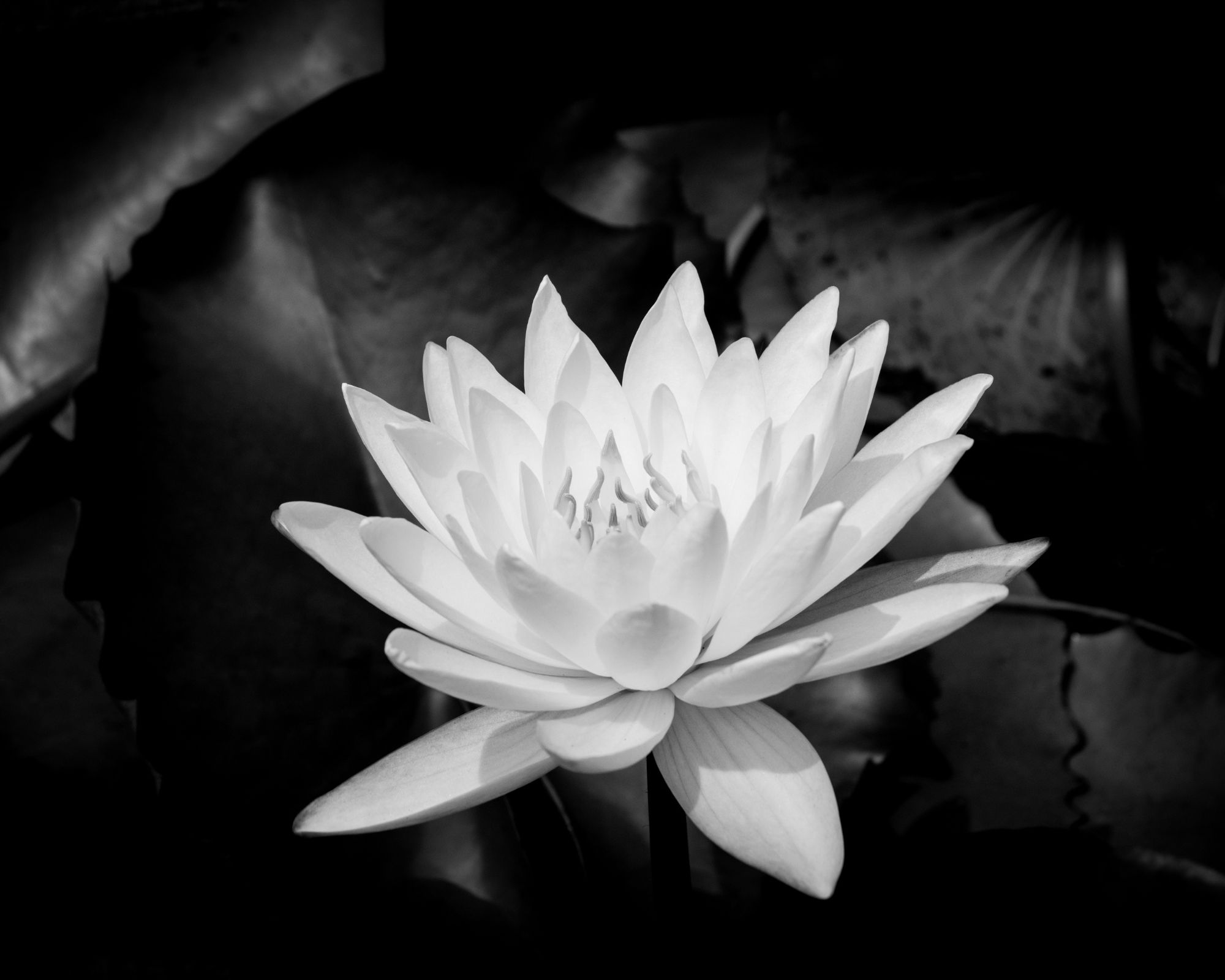 ベトナム人の哀悼のしるし SNS上で見られる黒背景に白い蓮の花