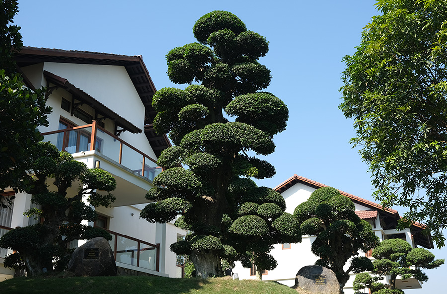 「センナウェルネスリトリート」古木12本が樹木遺産認定