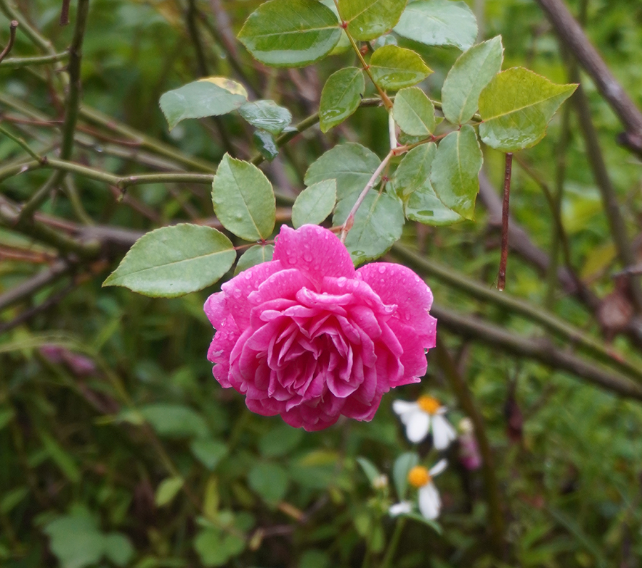 「2026年春のフラワーフェア」 2/2（月）～2/8（日）に開催