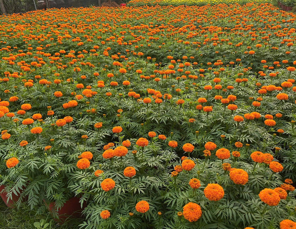 テトを彩る！ ホーチミン市の花市場めぐり