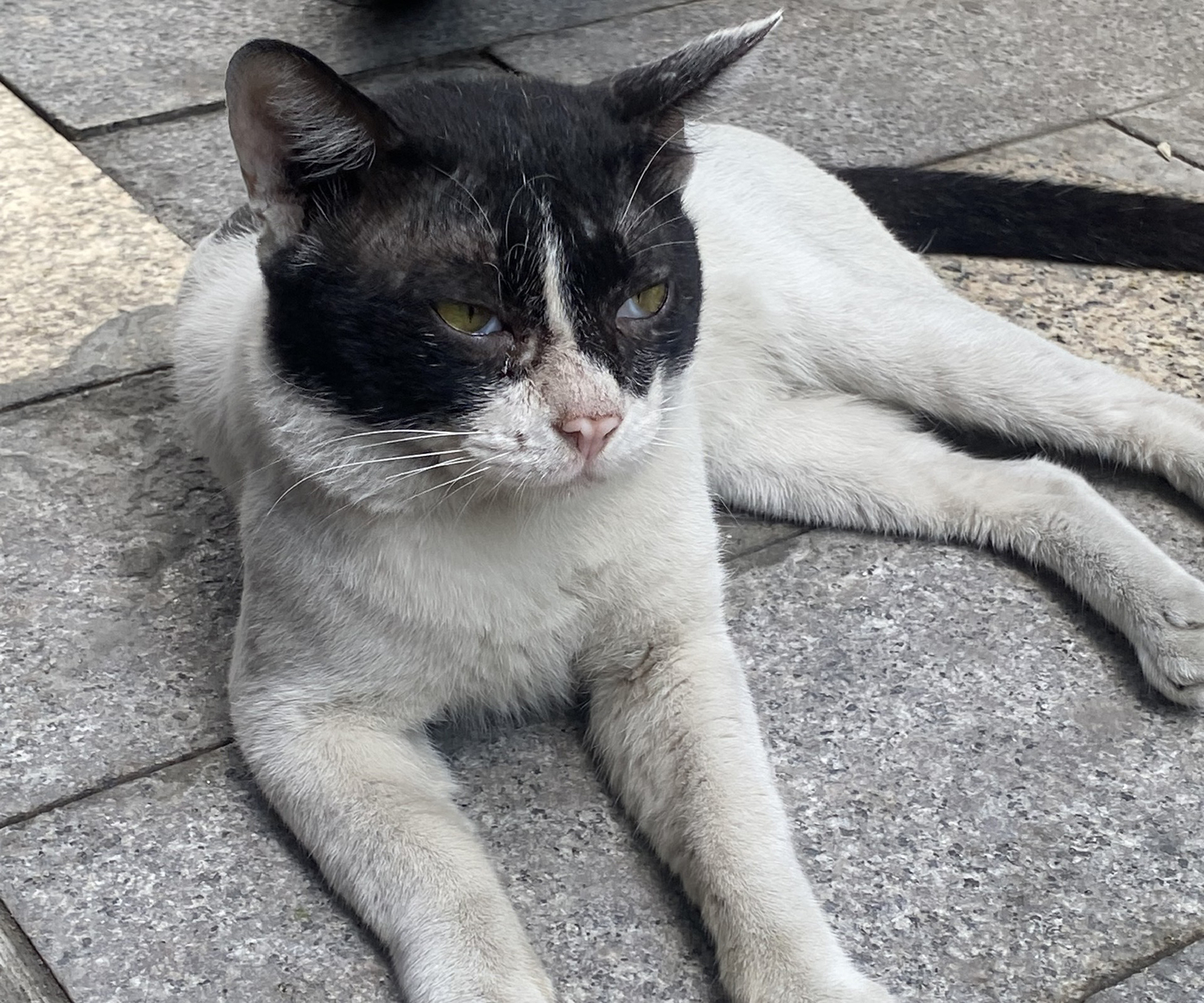 鳴き声だけで差別される存在? ベトナム人は猫よりも犬が好き