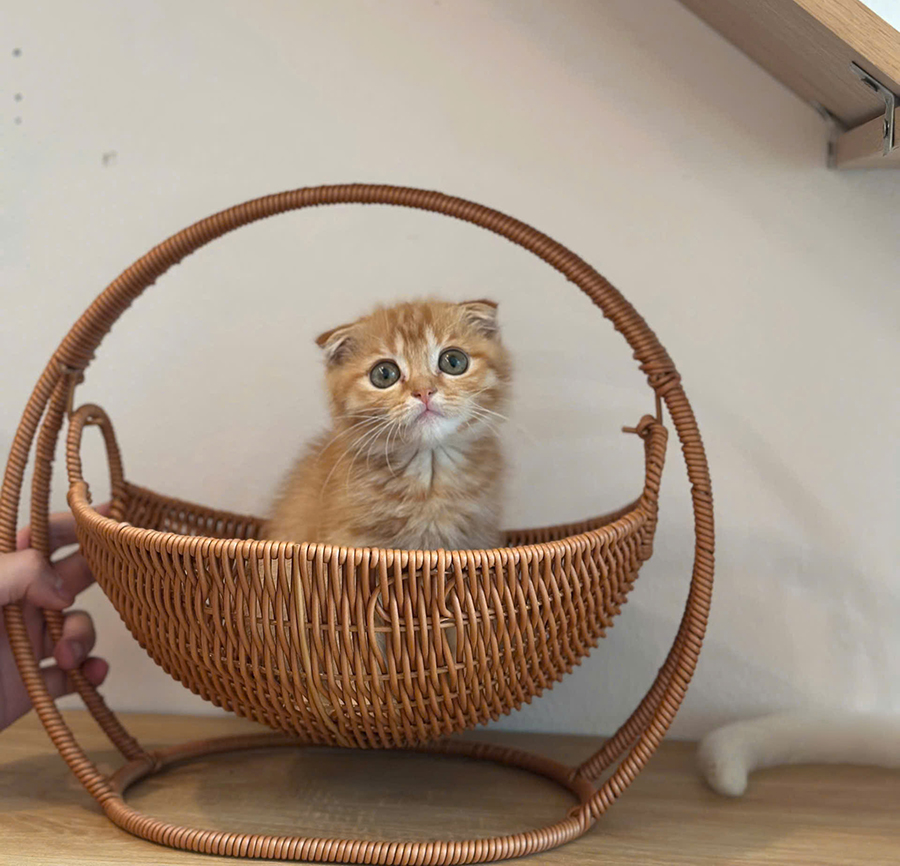 猫カフェ併設のペットホテル「アイペット／iPET」